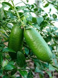 Finger Lime Limon Meyvesi