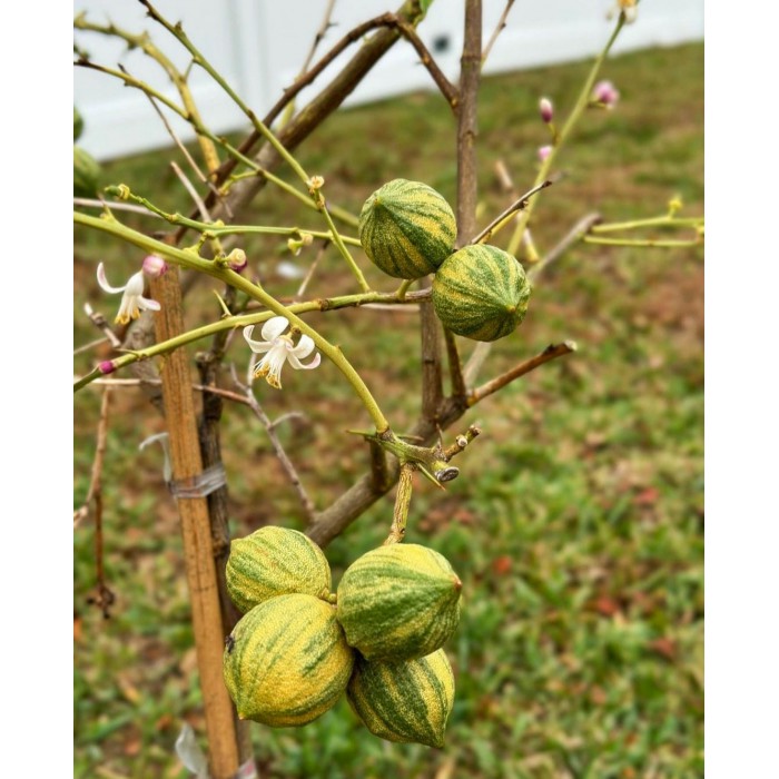 Alacalı Limon Fidanı