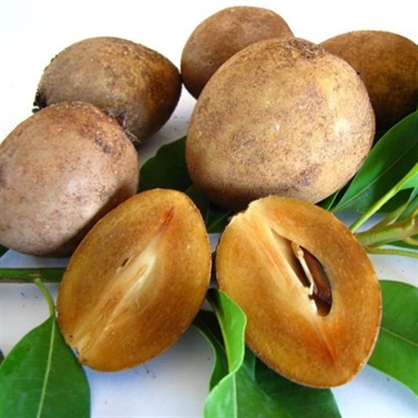 Sapodilla Fidanı