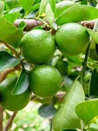 Tahiti Lime Limon Fidanı