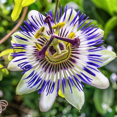 Passiflora Fidanı