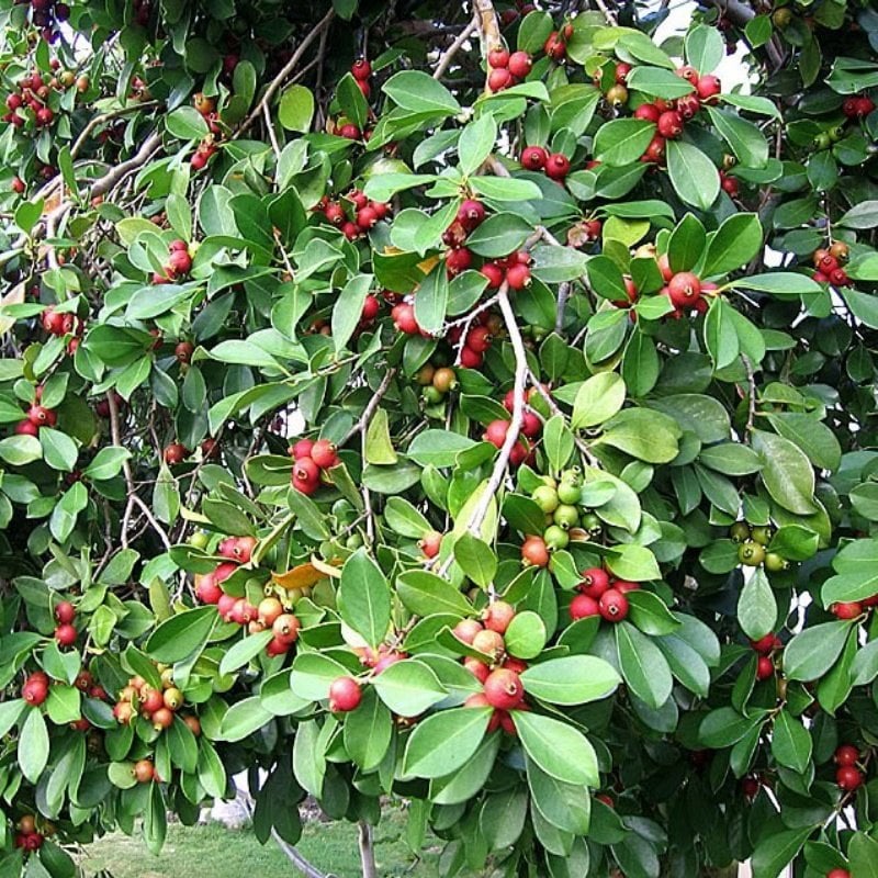 Çilek Guava Fidanı