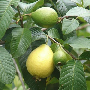 Guava Fidanı