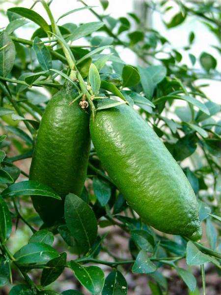 Finger Lime Limon Fidanı