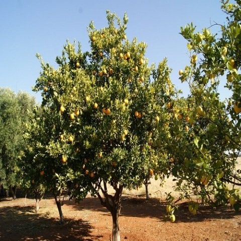 Marula Fidanı